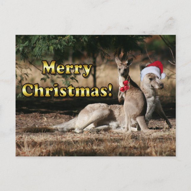 Aussie Style Christmas Kangaroos Holiday Postcard (Front)