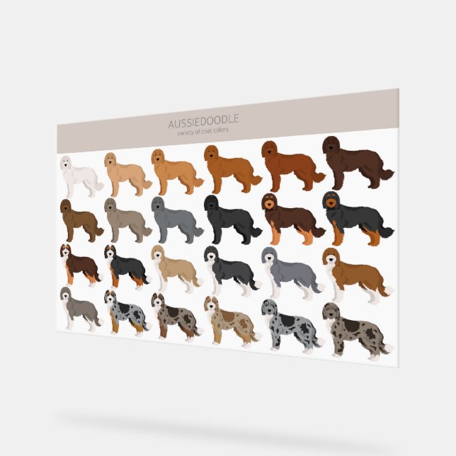 Aussiedoodle dog mix acrylic sign (Angle)