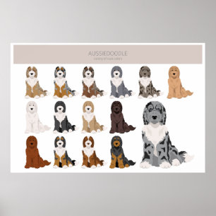 Aussiedoodle poster. AustralianShepherd Poodle mix Poster