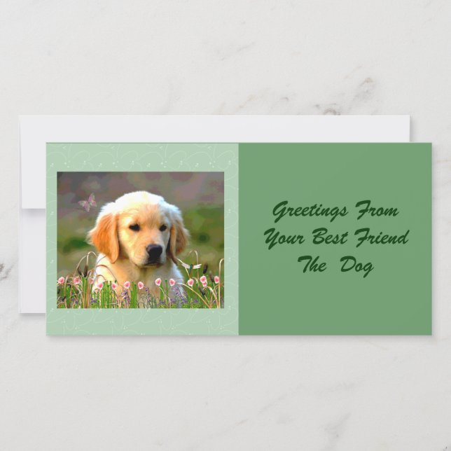 Austin The Golden Labrador (Front)