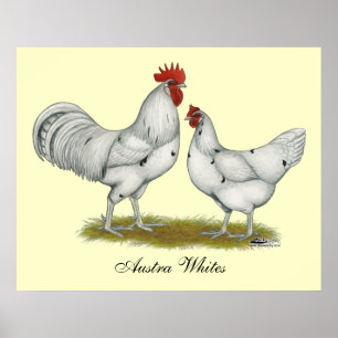 Austra White Chickens Poster