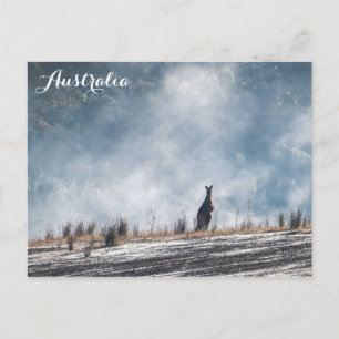 Australia Australian Kangaroo Travel Photo Postcard