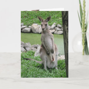 Australia Beckons - Kangaroo Birthday Card