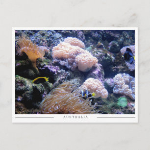 Australia Coral Reef Underwater Marine Life Postcard