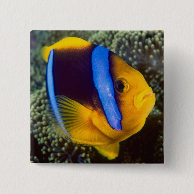 Australia, Great Barrier Reef, Anemonefish 2 Inch Square Button (Front)