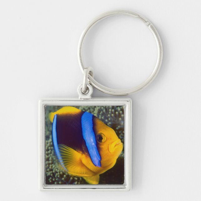 Australia, Great Barrier Reef, Anemonefish Keychain (Front)