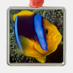 Australia, Great Barrier Reef, Anemonefish Metal Ornament