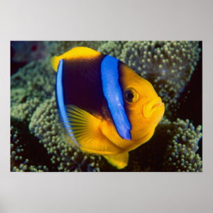 Australia, Great Barrier Reef, Anemonefish Poster