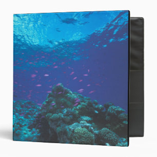 Australia, Great Barrier Reef. Swarming Purple Binder