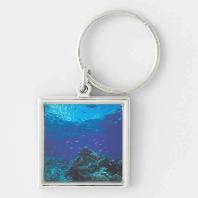 Australia, Great Barrier Reef. Swarming Purple Keychain (Front)