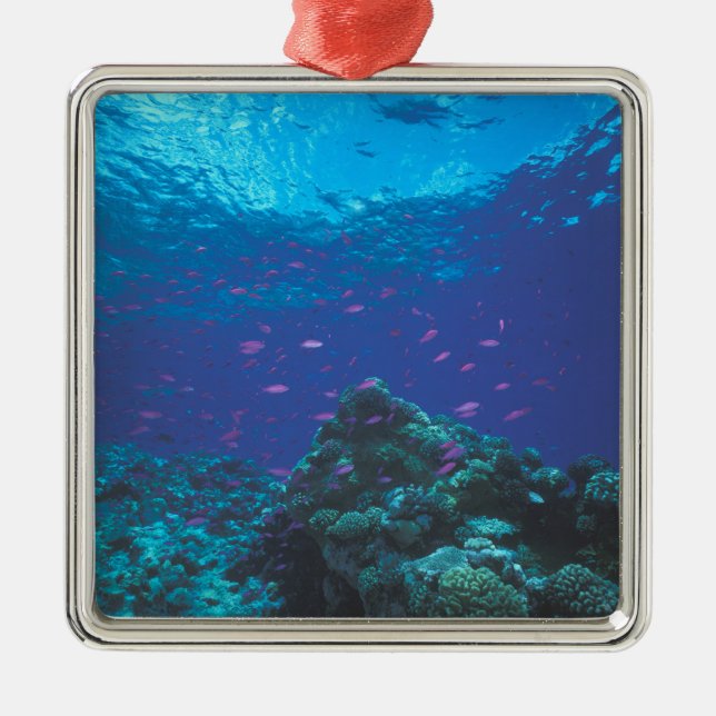 Australia, Great Barrier Reef. Swarming Purple Metal Ornament (Front)