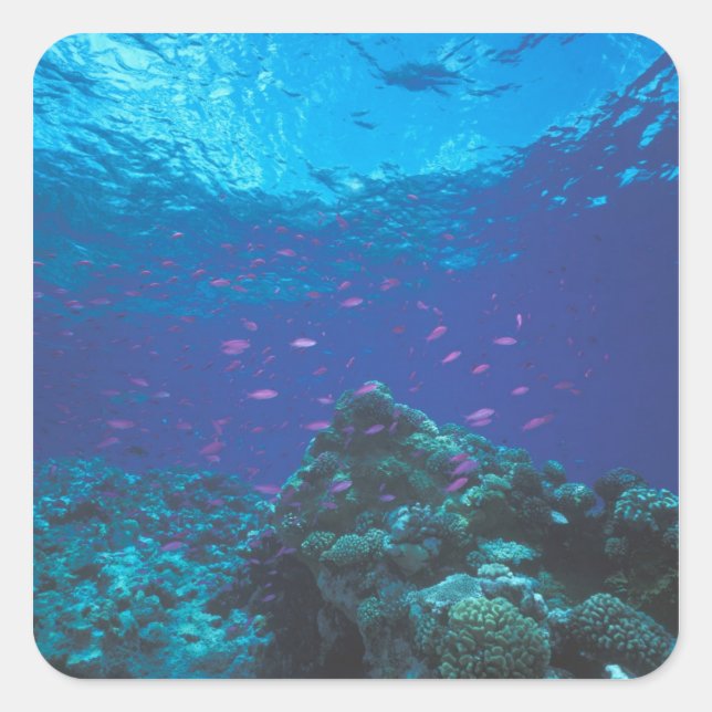 Australia, Great Barrier Reef. Swarming Purple Square Sticker (Front)