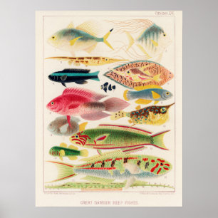 Australia, Great Barrier Reef vintage art ポス Poster