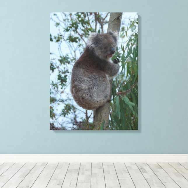 Australia Kangaroo Island Koala in a Tree Canvas Print (Insitu(Wood Floor))
