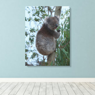 Australia Kangaroo Island Koala in a Tree Canvas Print