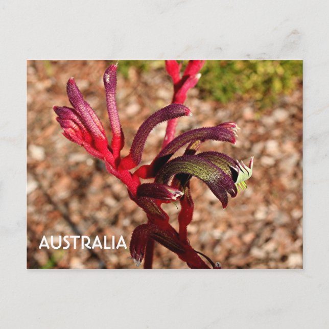 Australia: Kangaroo Paw flower in bloom 2 Postcard (Front)