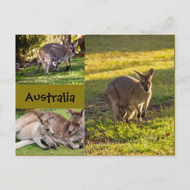 Australia: kangaroos, mothers and joeys postcard (Front)