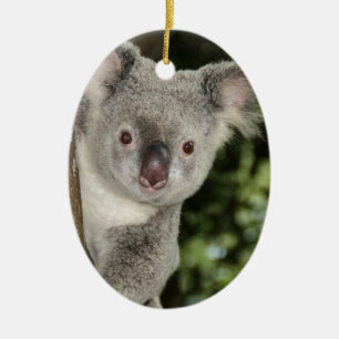 Australia koala bear cute animal ceramic ornament