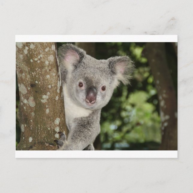 Australia koala bear cute animal postcard (Front)