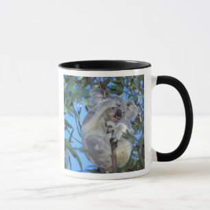 Australia, Koala Phasclarctos Cinereus) Mug
