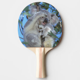 Australia, Koala Phasclarctos Cinereus) Ping Pong Paddle