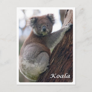 Australia -  Koala - Postcard