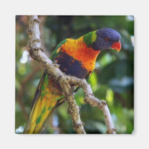 Australia: Lorikeet Bird refrigerator magnet