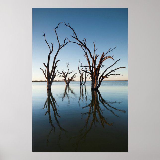Australia, Murray River Valley, Barmera, Lake Poster (Front)