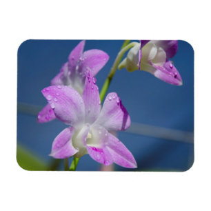 Australia, Northern Territory, Darwin Magnet