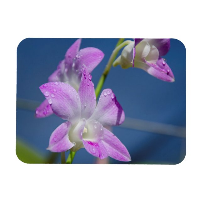 Australia, Northern Territory, Darwin Magnet (Horizontal)