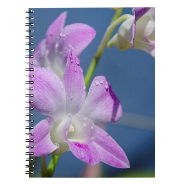 Australia, Northern Territory, Darwin Notebook (Front)
