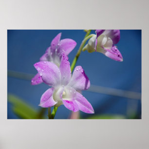 Australia, Northern Territory, Darwin Poster