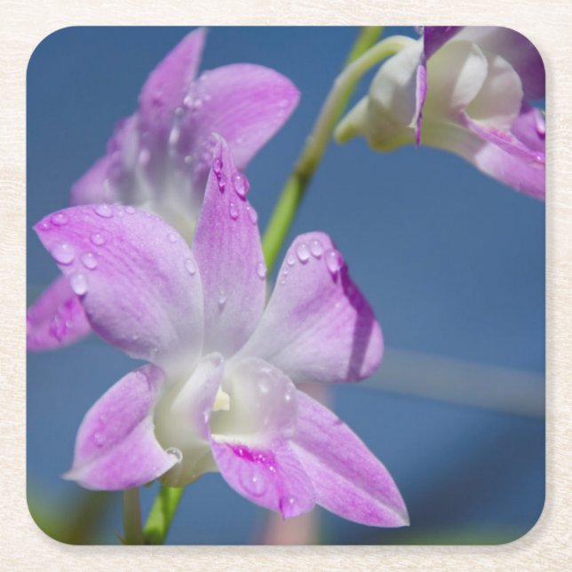 Australia, Northern Territory, Darwin Square Paper Coaster (Front)