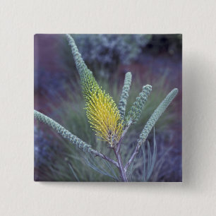 Australia, NT, near Ayers Rock. Springtime bloom 2 Inch Square Button