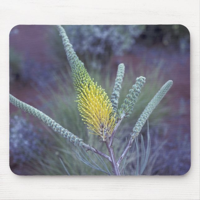 Australia, NT, near Ayers Rock. Springtime bloom Mouse Pad (Front)