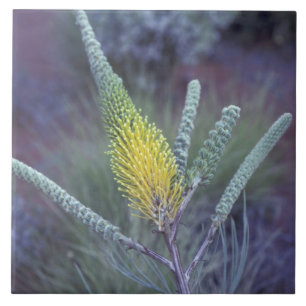 Australia, NT, near Ayers Rock. Springtime bloom Tile