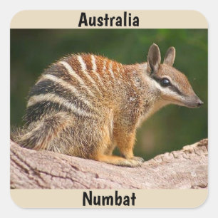 Australia Numbat Square Sticker