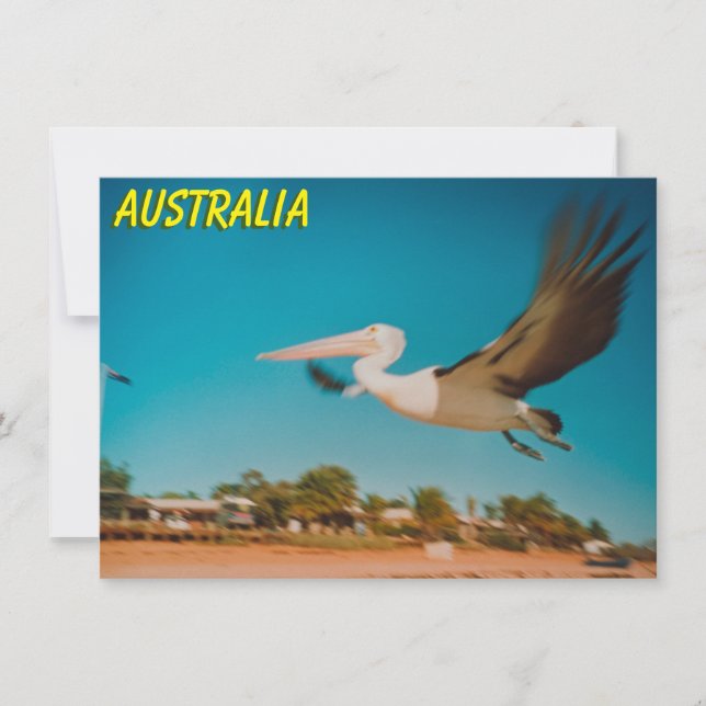 Australia pelican Card (Front)