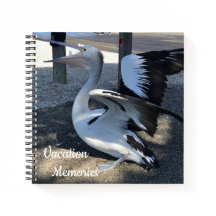 Australia; Pelican - Travel
