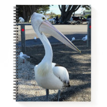 Australia; Pelican - Travel