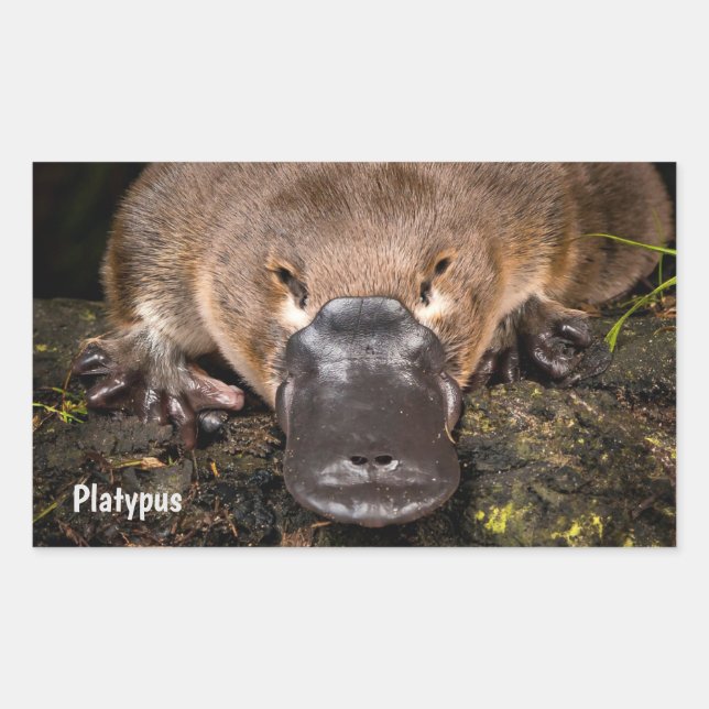 Australia Platypus Sticker (Front)