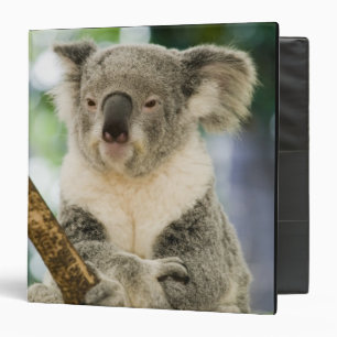 Australia, Queensland, Brisbane, Fig Tree Binder