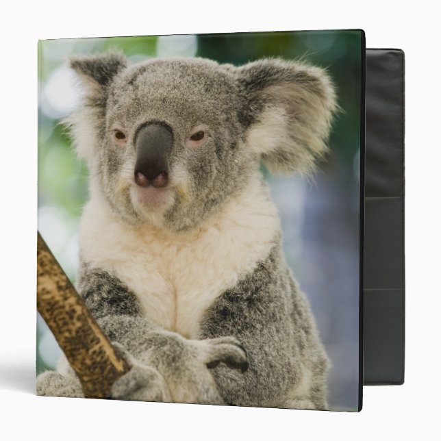 Australia, Queensland, Brisbane, Fig Tree Binder (Front/Inside)