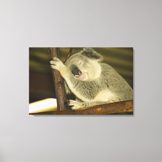 Australia, Queensland, Brisbane. Fig Tree Canvas Print (Front)