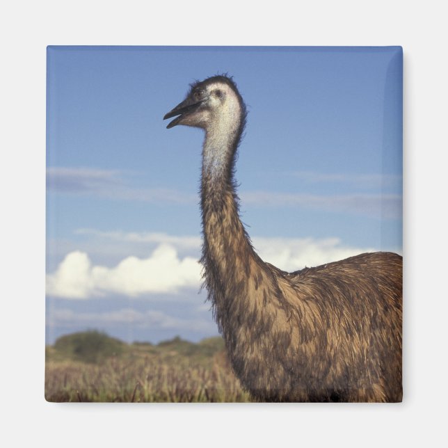 Australia, Western Australia. Emu (Dromaius Magnet (Front)