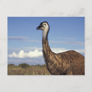 Australia, Western Australia. Emu (Dromaius Postcard