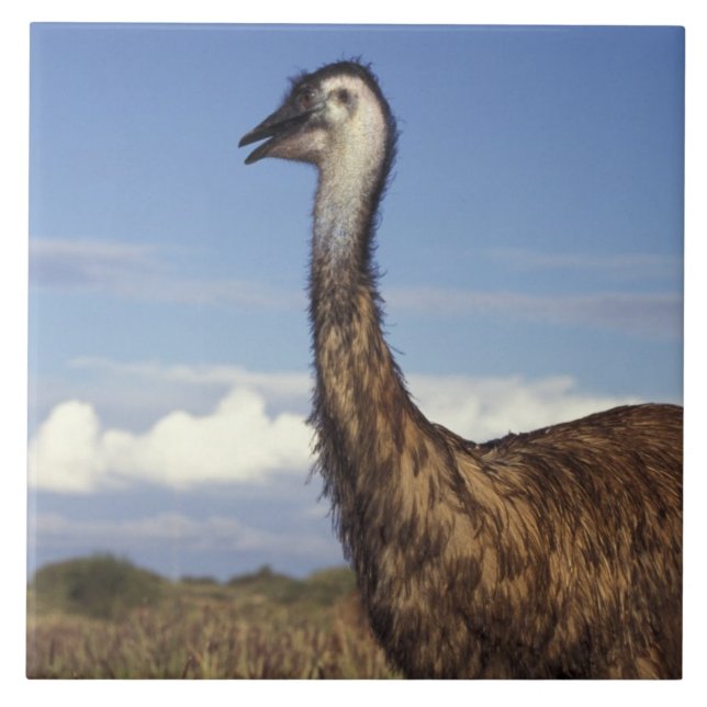 Australia, Western Australia. Emu (Dromaius Tile (Front)