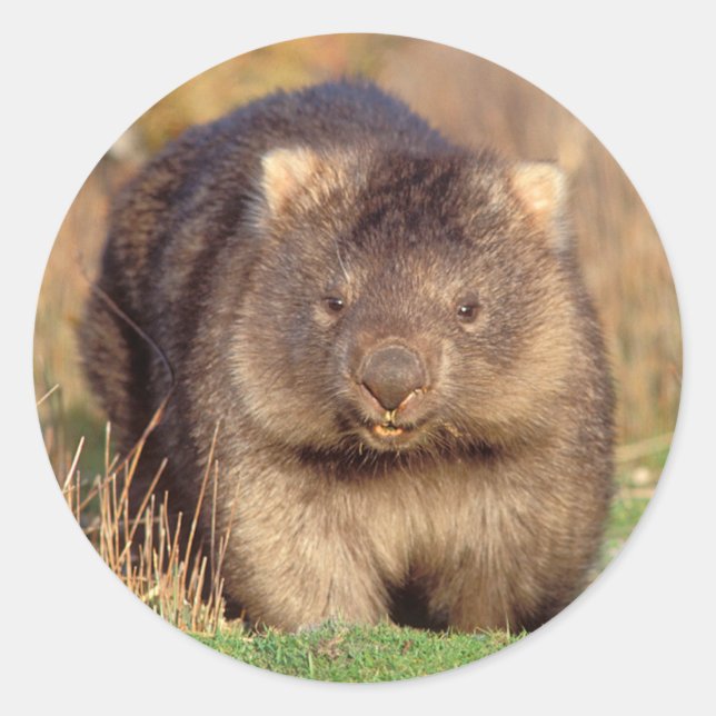 Australia Wombat Classic Round Sticker (Front)