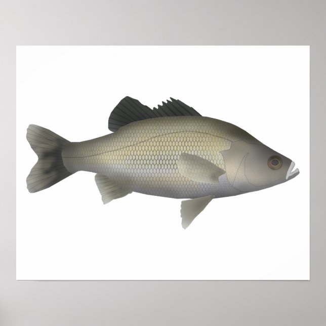Australian Bass Poster (Front)