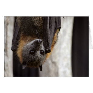 Australian Bat